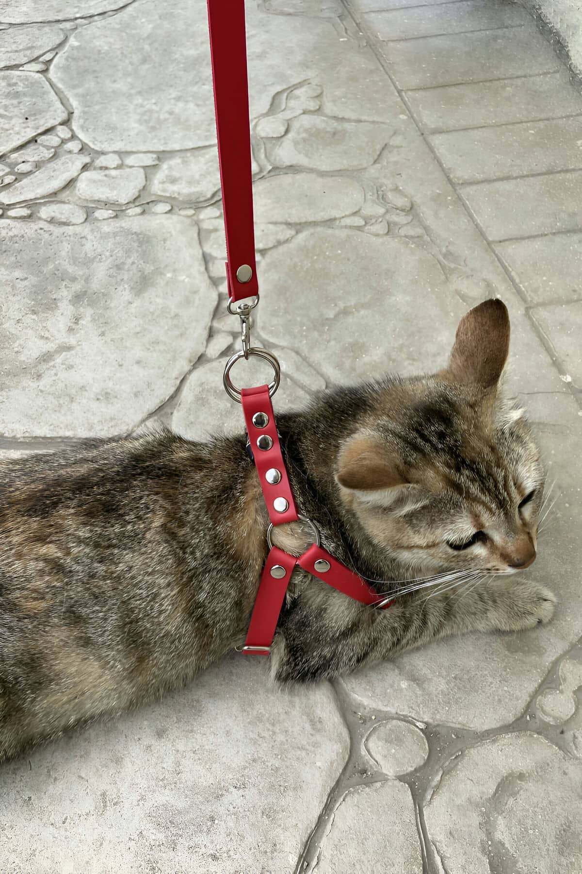 Deri Kedi Harness , Kedi Gezdirme Tasması - NPC005